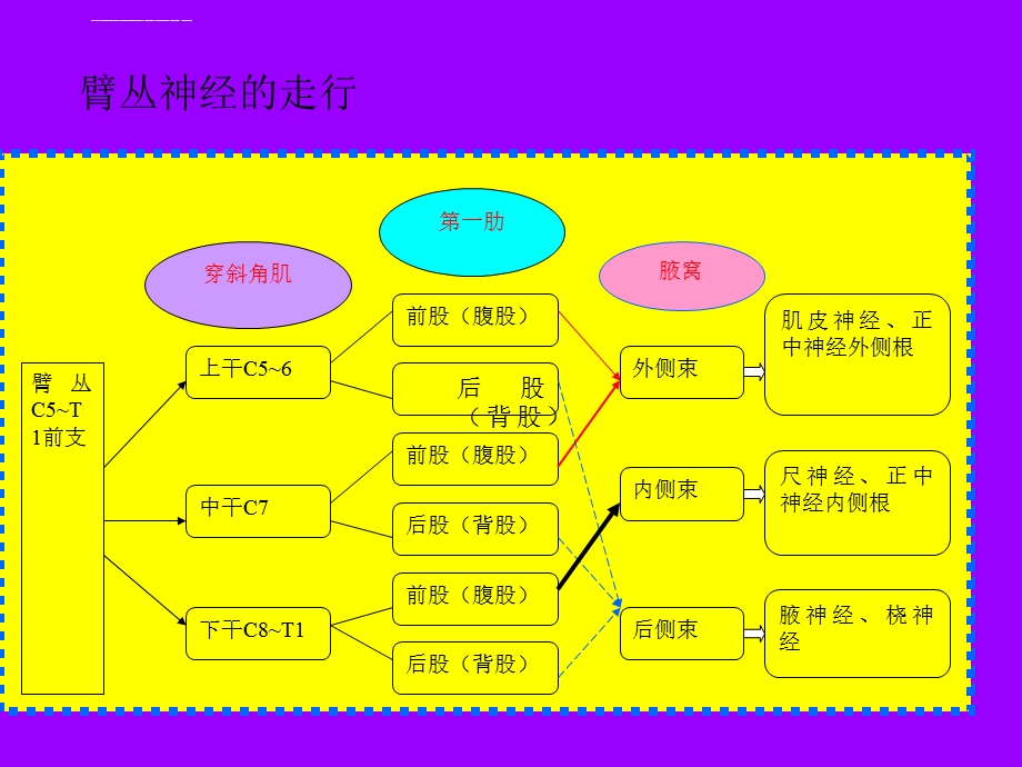 臂丛神经阻滞ppt课件.ppt_第2页