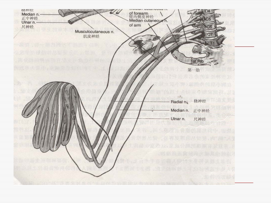 臂丛神经阻滞ppt课件.ppt_第3页