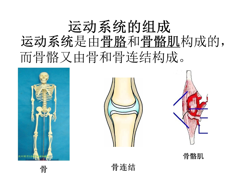 第二章动物的运动和行为复习ppt课件.ppt_第2页