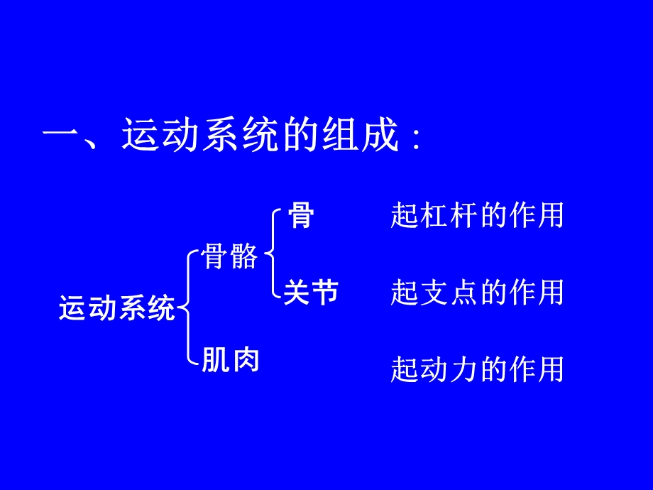 第二章动物的运动和行为复习ppt课件.ppt_第3页