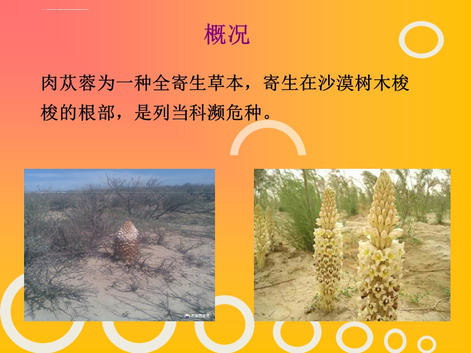 肉苁蓉的简介ppt课件.ppt_第3页