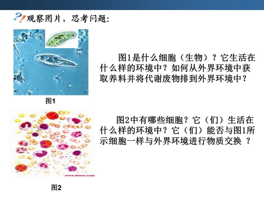 细胞生活的环境(用)课件.ppt_第2页