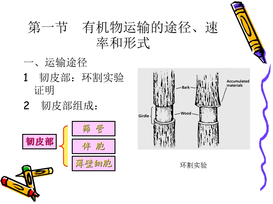 第五章植物体内同化物运输与分配ppt课件.ppt_第2页