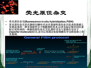 荧光原位杂交ppt课件.ppt