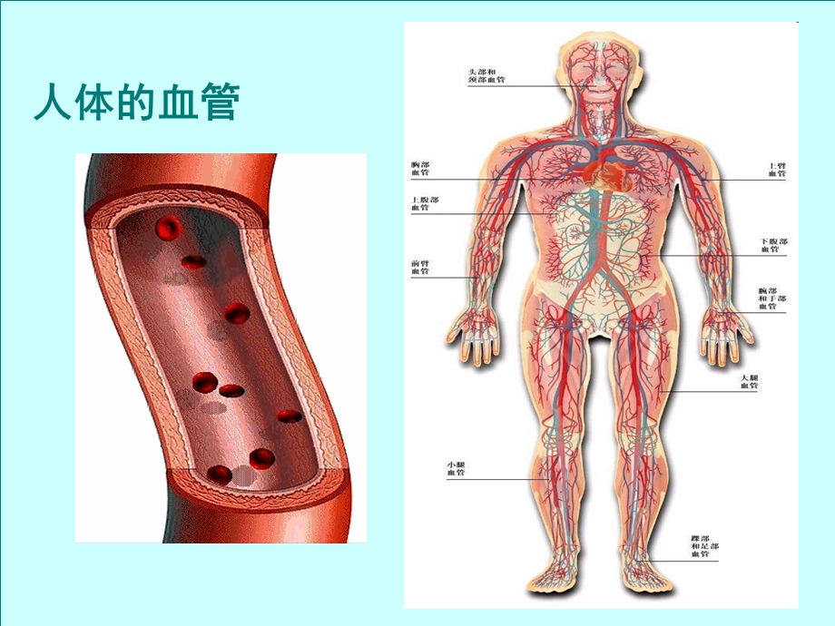 血流的管道 血管课件.ppt_第1页