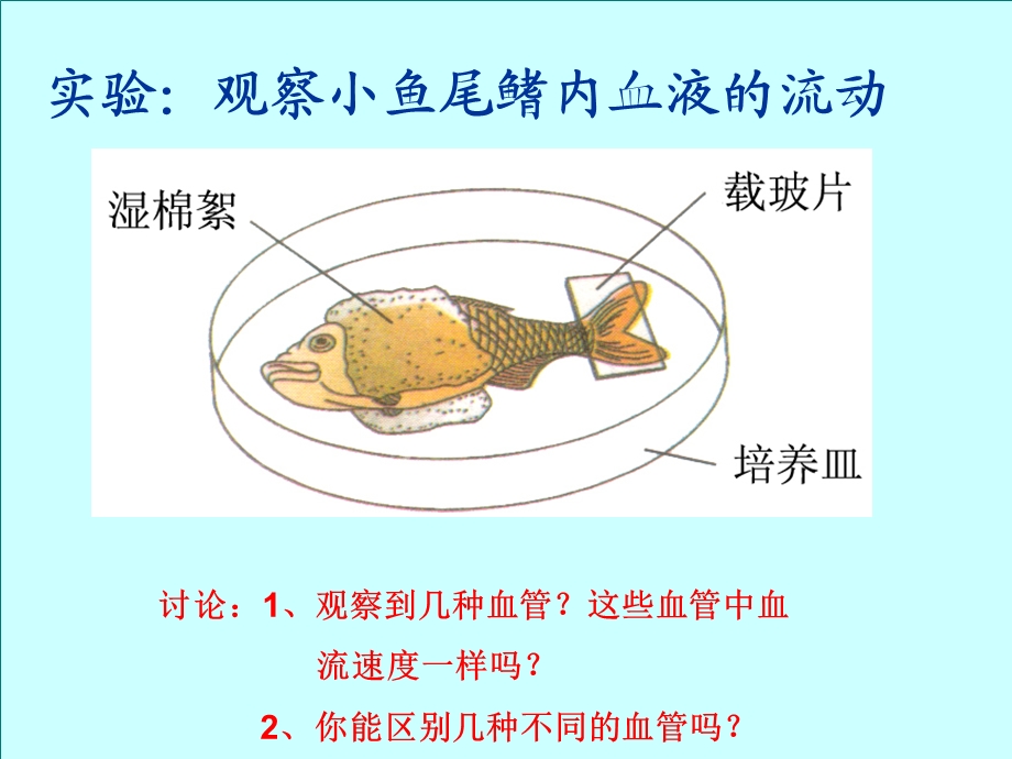 血流的管道 血管课件.ppt_第2页