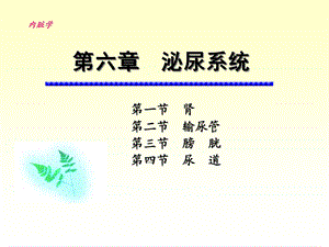 解剖学 泌尿系统ppt课件.ppt