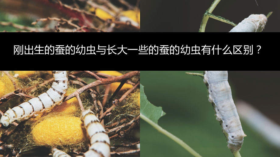 蚕长大了（ppt课件）.ppt_第2页