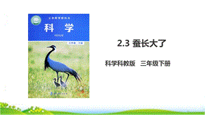 蚕长大了（ppt课件）.ppt