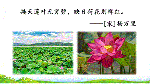 部编版三年级语文下册3.荷花ppt课件.ppt