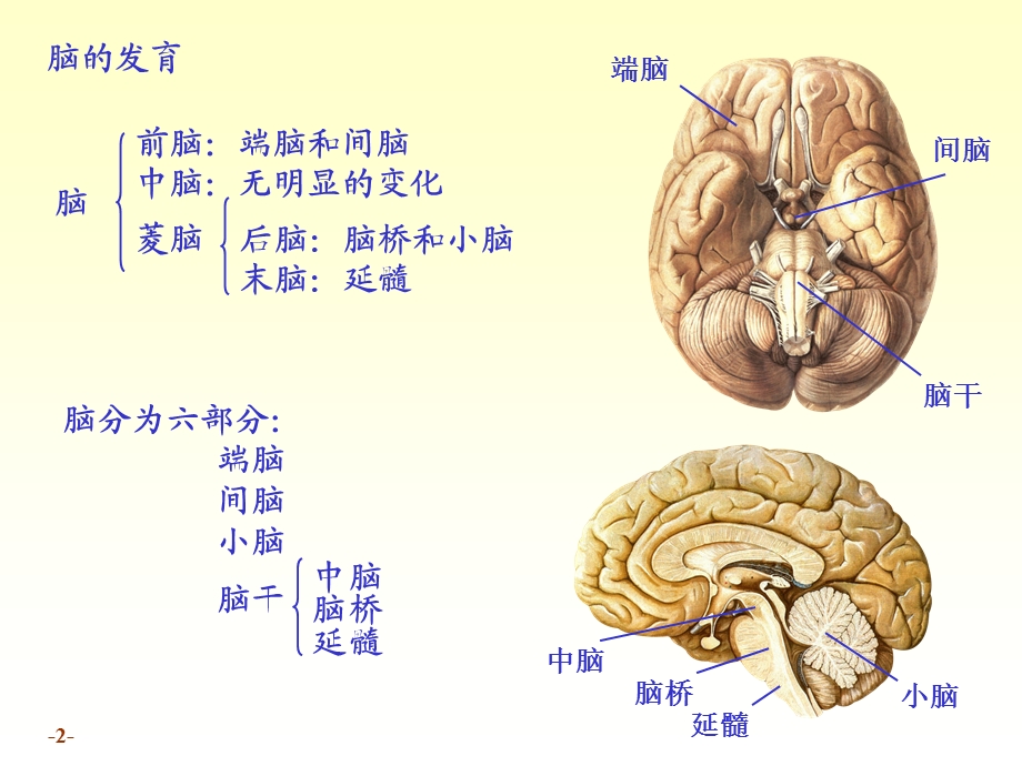 解剖脑干ppt课件.ppt_第2页