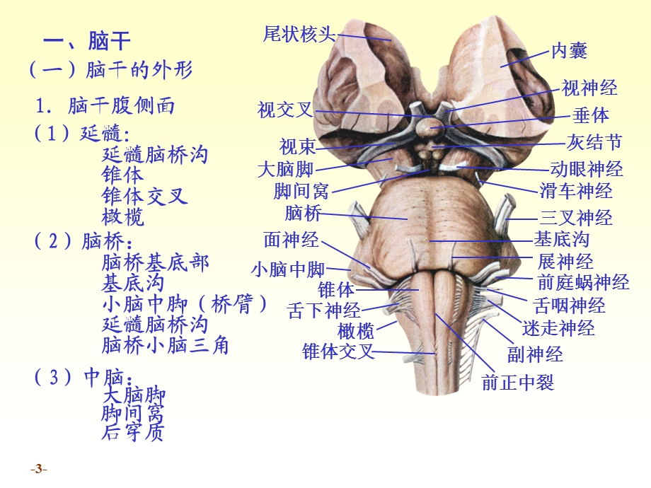 解剖脑干ppt课件.ppt_第3页