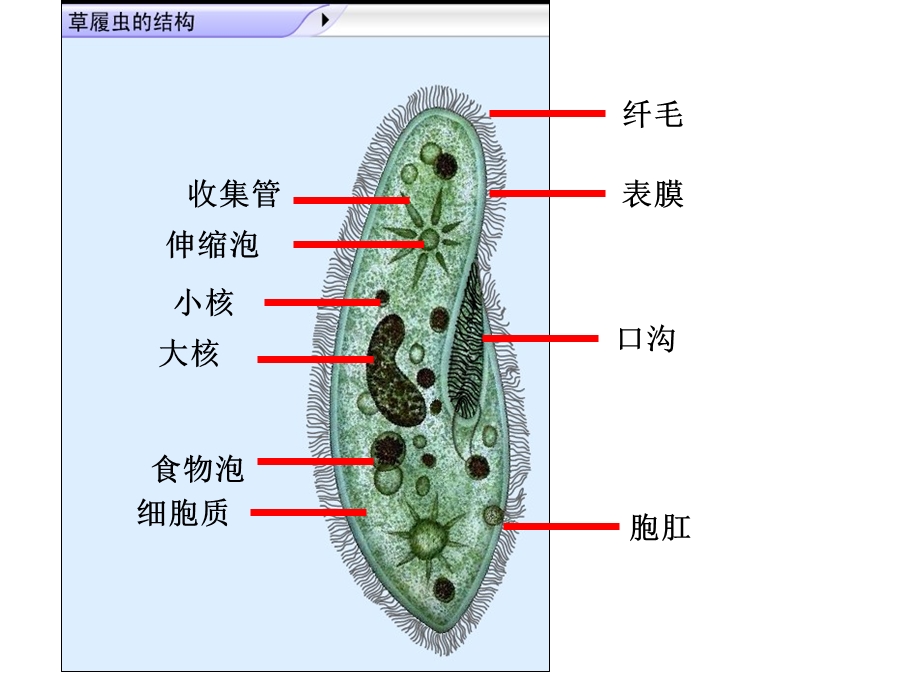 草履虫的结构图ppt课件.pptx_第2页