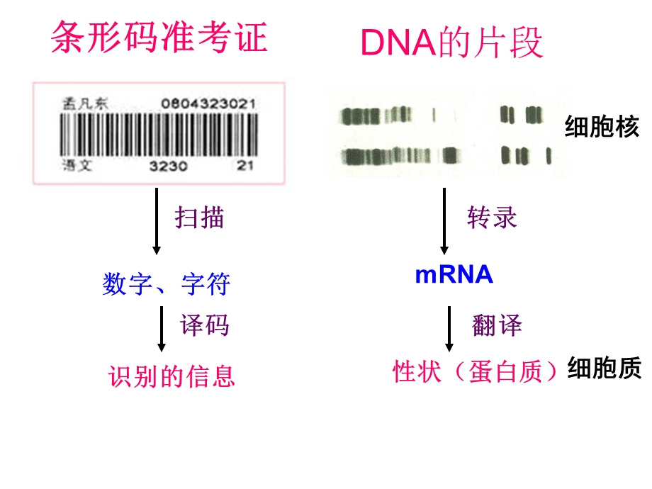 遗传信息的表达(县公开课)ppt课件.ppt_第2页