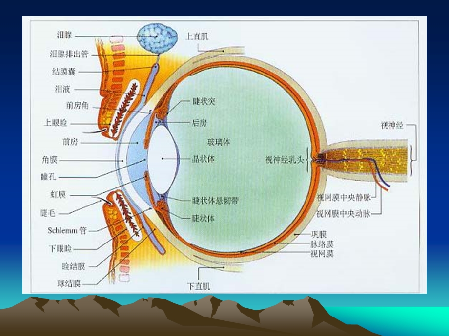 葡萄膜炎第八版ppt课件.ppt_第2页