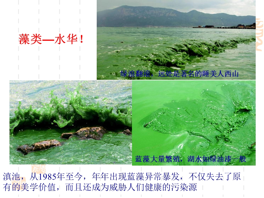 课件 水生生物学1 蓝藻门.ppt_第3页