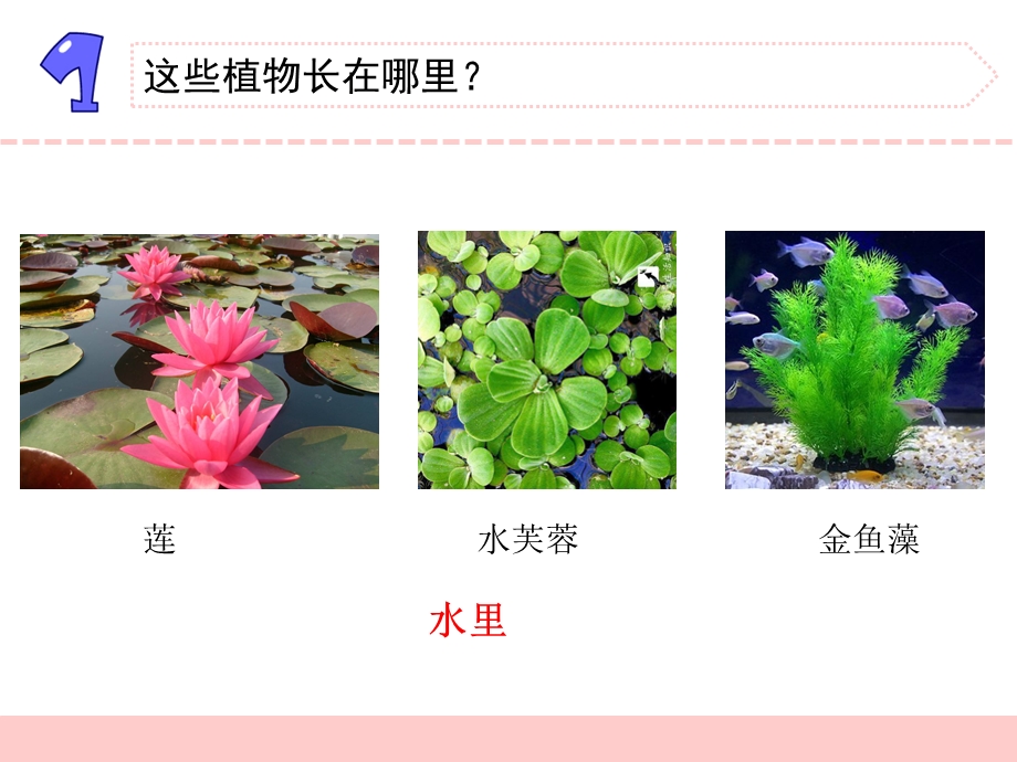 三年级下册科学水里的植物苏教版ppt课件.pptx_第3页