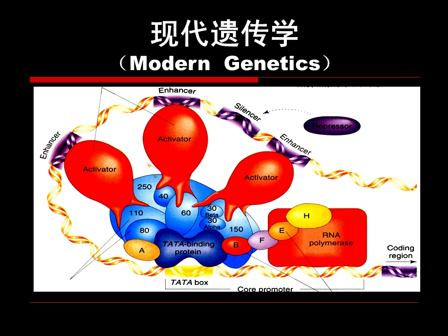 遗传学第一章 经典遗传学的诞生ppt课件.ppt_第1页