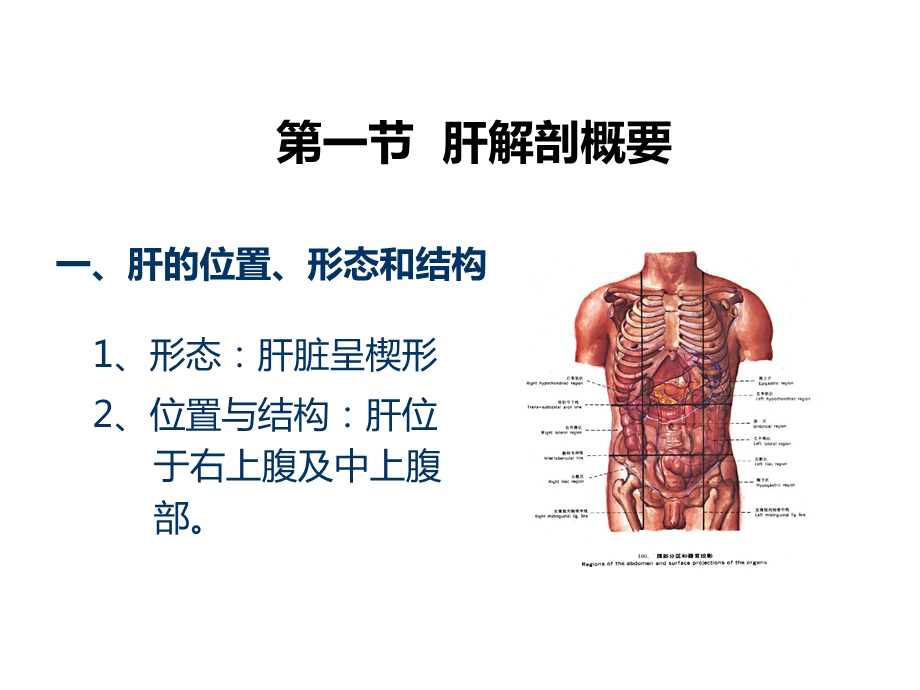 肝脏超声基础ppt课件.ppt_第2页