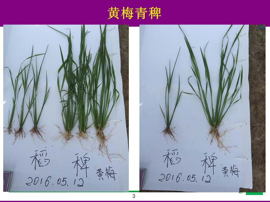 水稻直播田除草剂安全使用技术ppt课件.ppt_第3页