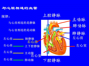 输血和血型》ppt课件.ppt