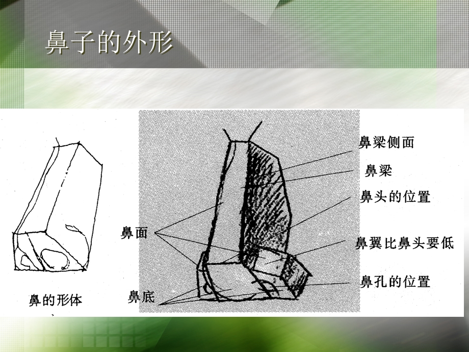 速写五官之鼻子ppt课件.ppt_第2页