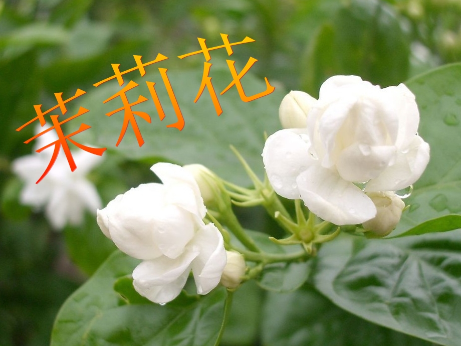 茉莉花欣赏ppt课件分析.ppt_第1页