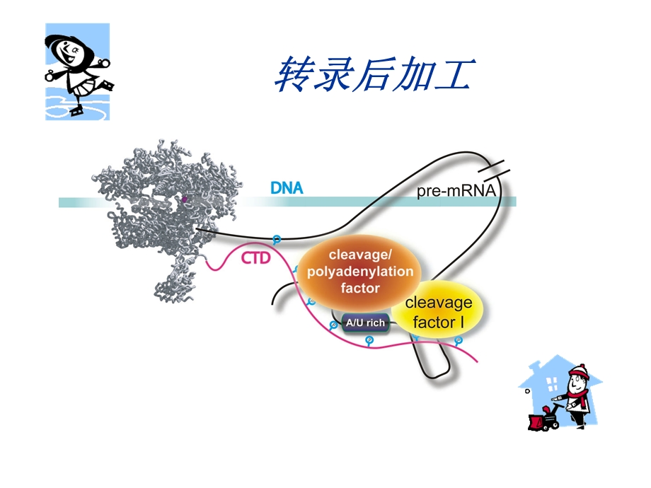 转录后加工ppt课件.ppt_第1页