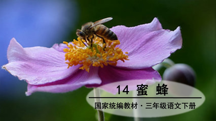 部编三下 14 蜜蜂ppt课件.ppt_第2页