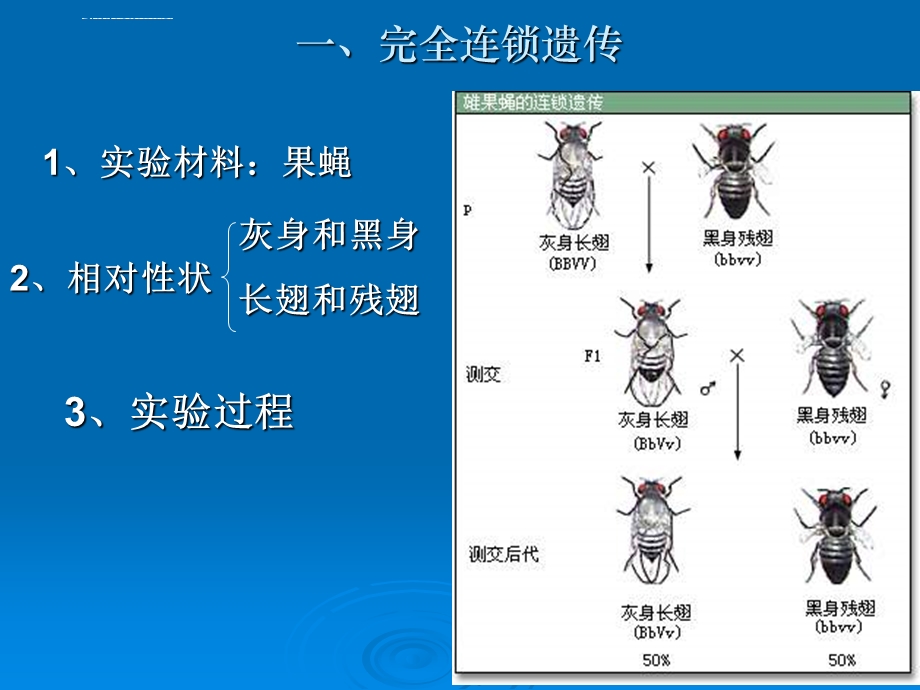 连锁互换定律ppt课件.ppt_第3页