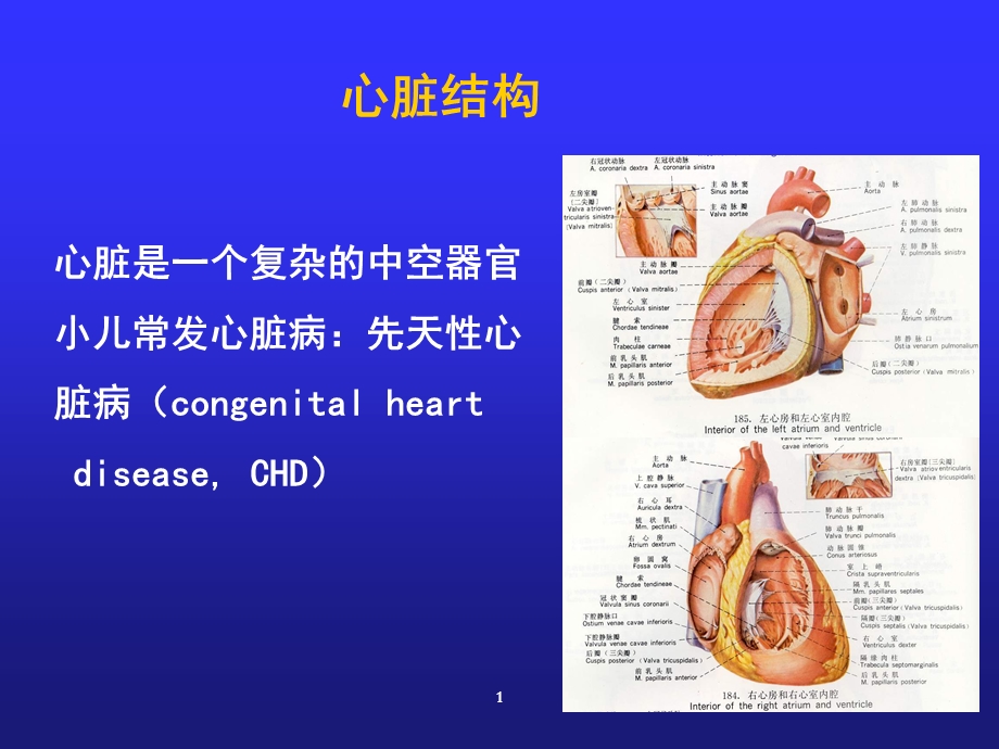 先天性心脏病课件.ppt_第3页