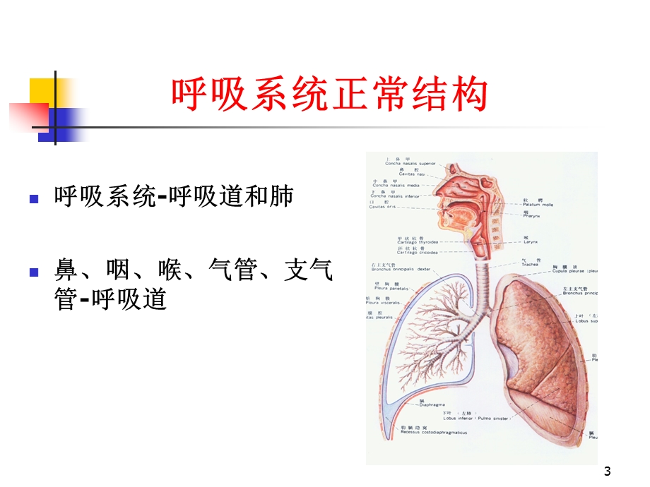 呼吸疾病课件.ppt_第3页