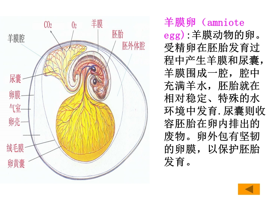 爬行纲动物生物学羊膜卵的特点课件.ppt_第3页