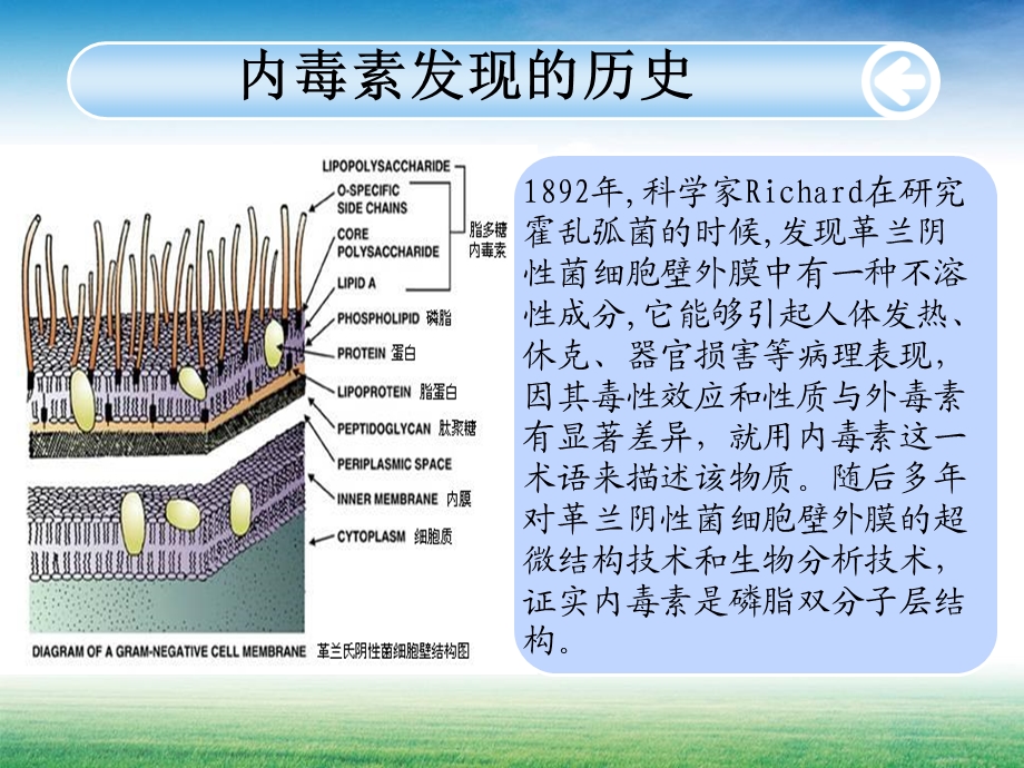 内毒素的检测及意义主题讲座ppt课件.ppt_第2页