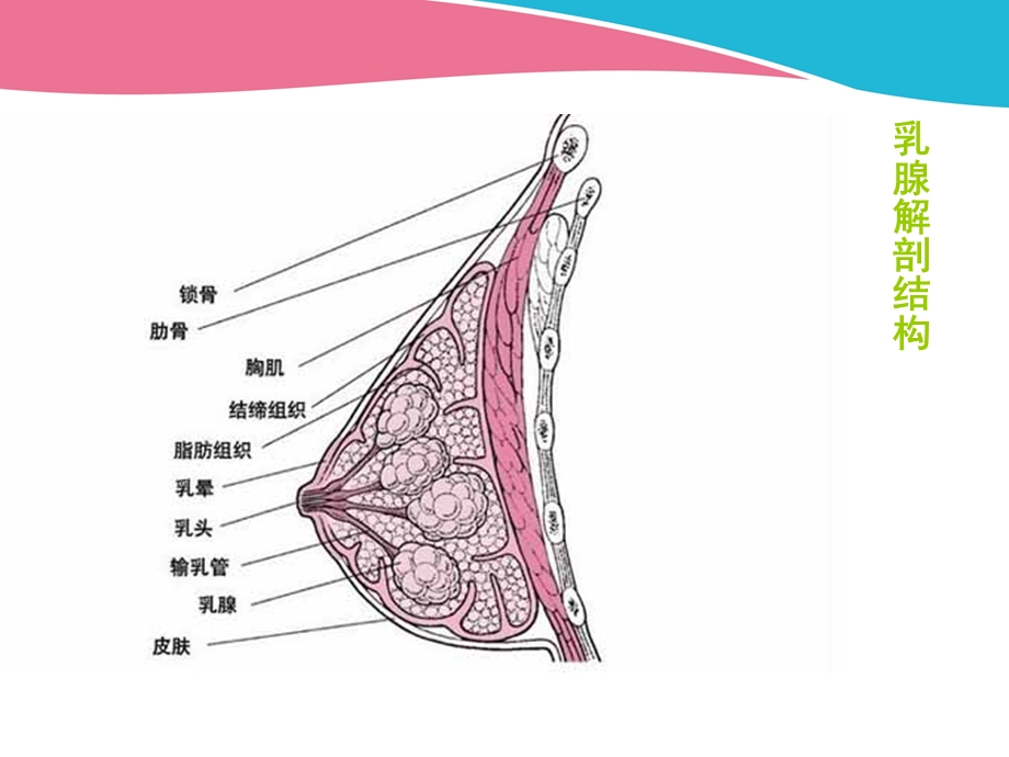 急性乳腺炎课件.pptx_第3页