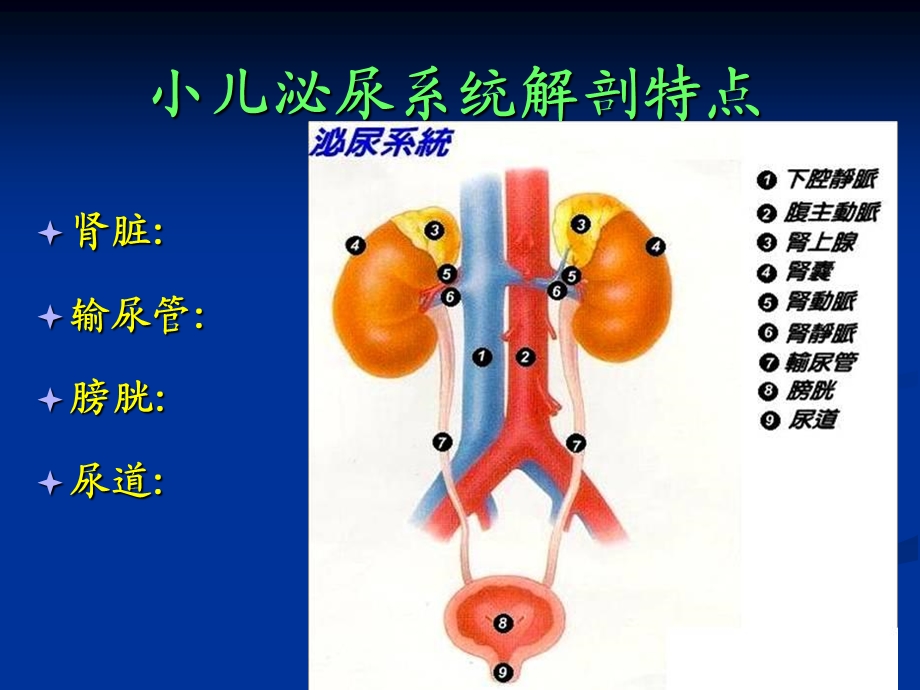 小儿泌尿系统疾病总论医学PPT课件.ppt_第3页