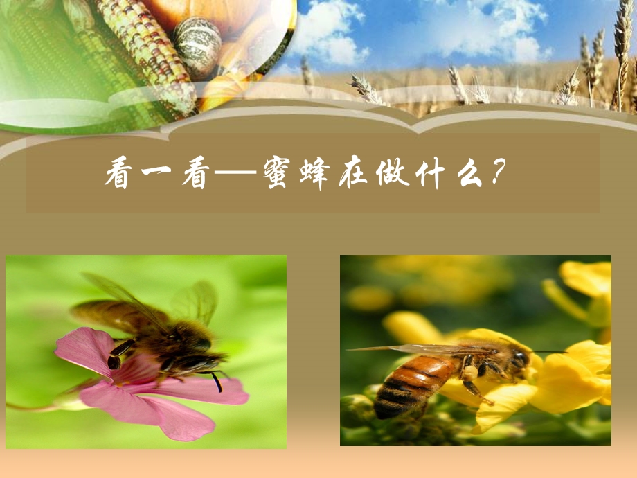 音乐ppt课件蜜蜂做工.ppt_第2页