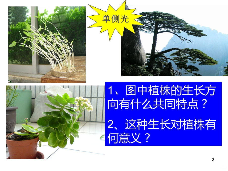 植物生长素的发现2018课件.ppt_第3页