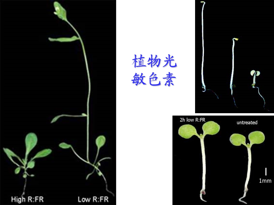 植物光敏色素课件.ppt_第1页