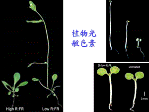 植物光敏色素课件.ppt