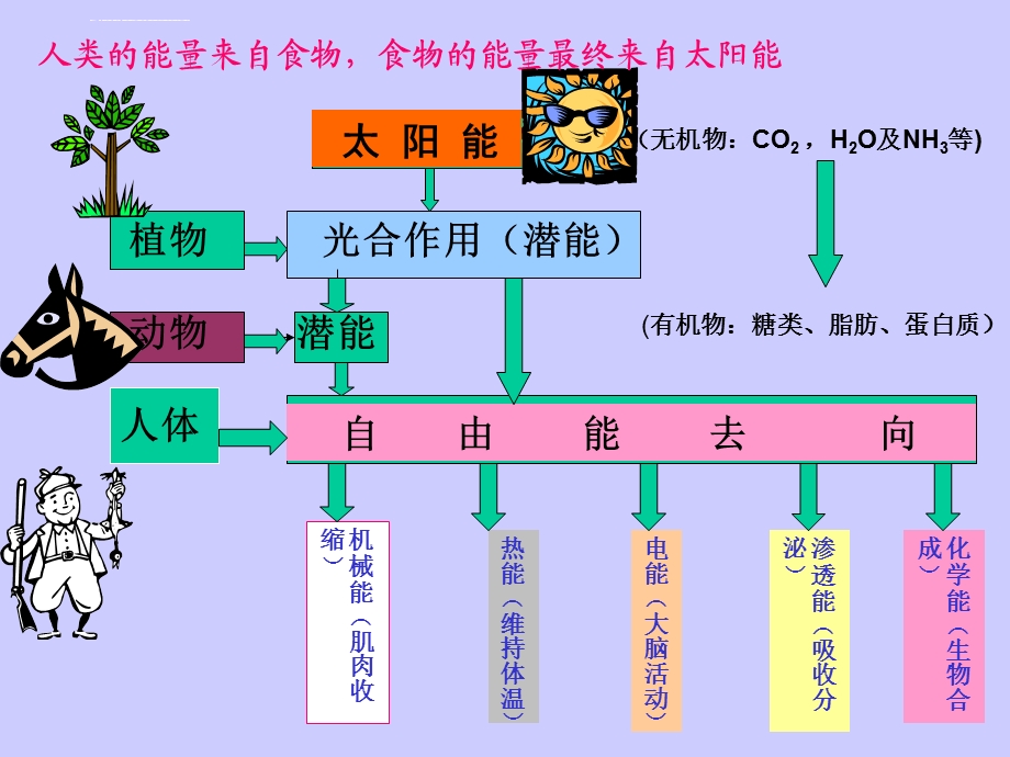 食品营养学第二章人体能量需要ppt课件.ppt_第3页