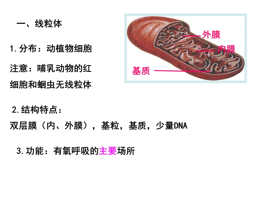 高一生物细胞器及其功能ppt课件.ppt_第3页