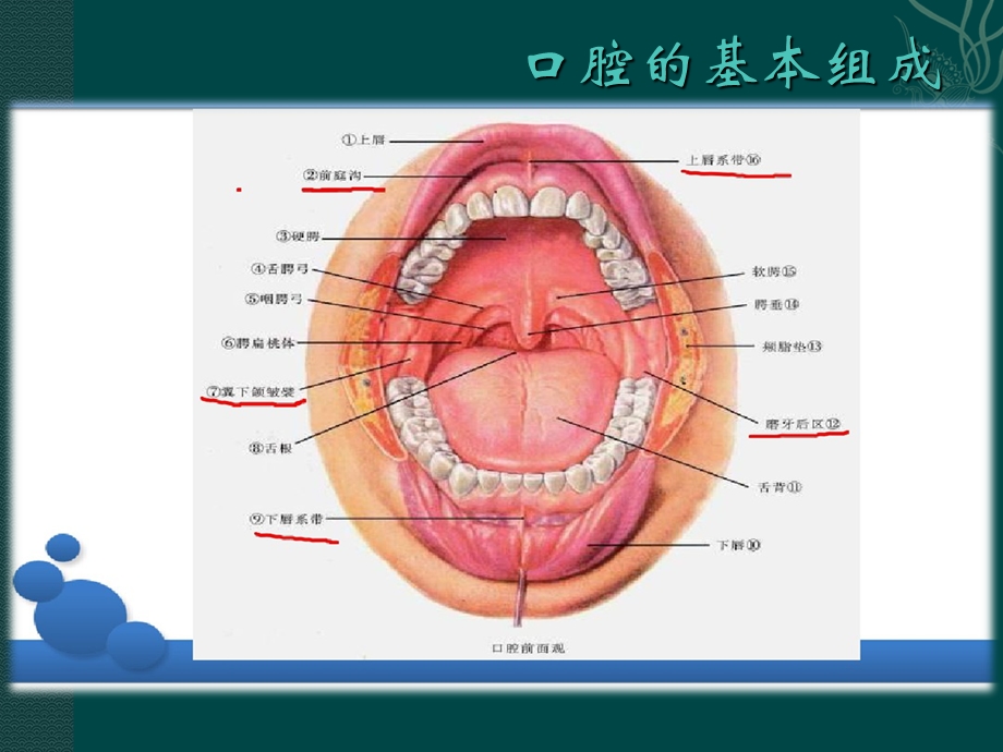 成人牙周专题主题讲座ppt课件.ppt_第3页