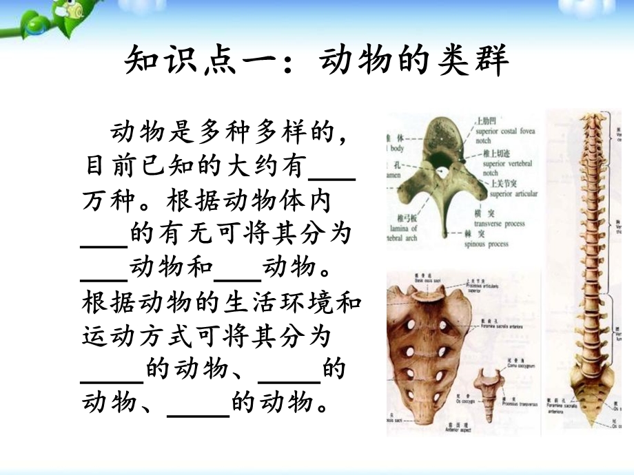 新人教版八年级生物上册《鱼》教学ppt课件.ppt_第3页