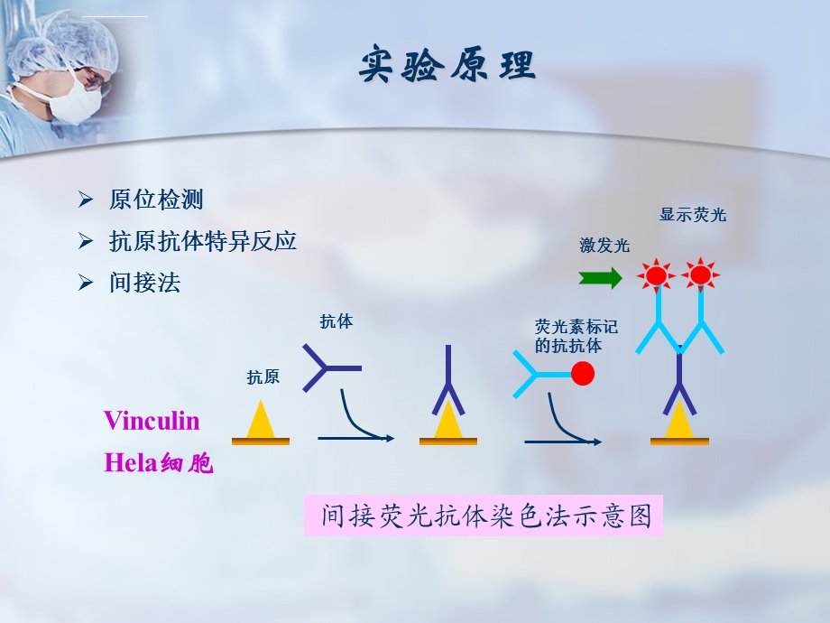 细胞免疫荧光技术PPT课件.ppt_第3页