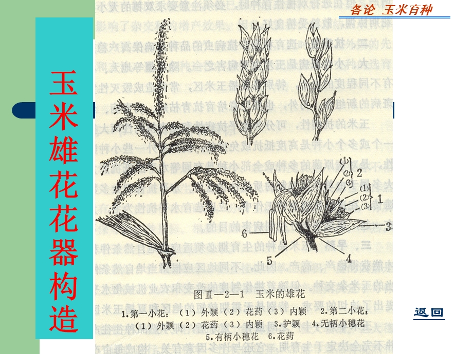 第十三章异花授粉作物育种课件.ppt_第2页