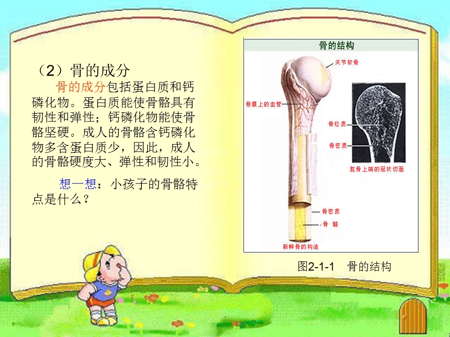 婴幼儿各系统解剖生理特点课件.ppt_第3页