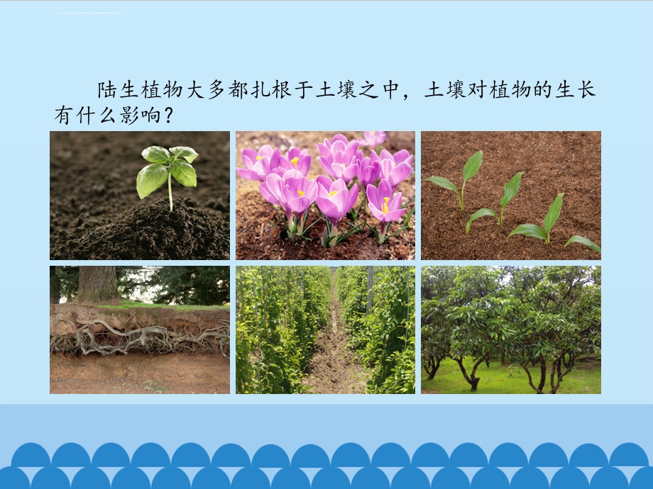 青岛版科学四年级下册《9.土壤与植物》ppt课件.ppt_第2页