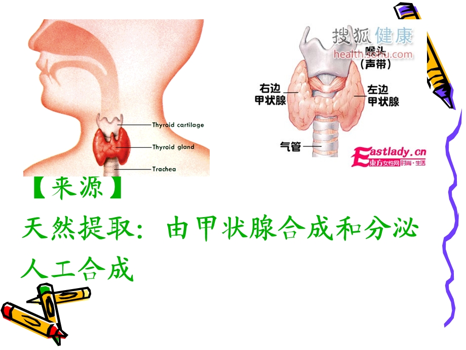 抗甲状腺药专题知识主题讲座ppt课件.ppt_第2页