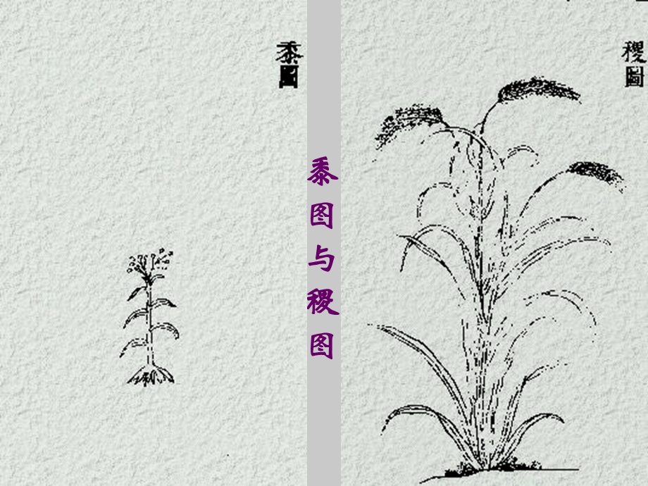 悠悠苍天此何人哉王风黍离课件.ppt_第3页